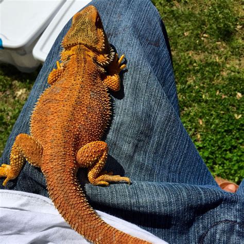 An Orange Lizard Sitting On The Back Of Someones Jeans