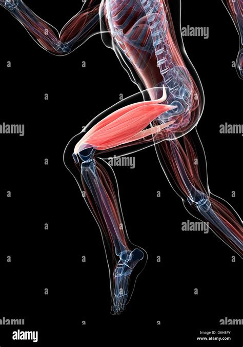 Quadriceps Muscle Hi Res Stock Photography And Images Alamy