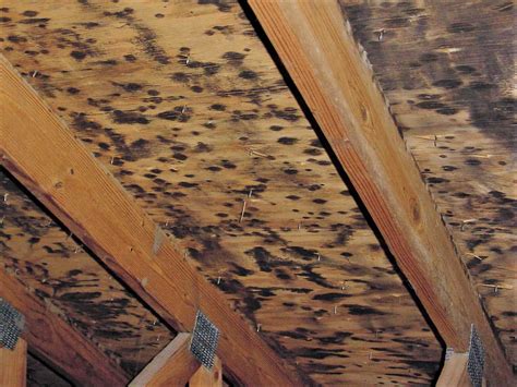 Mold In Attics Why Should I Care And What To Do About It Certified