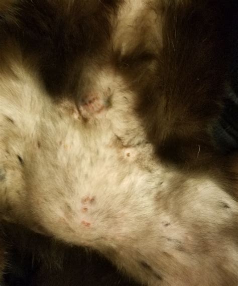 Our Cat Is Losing Fur Around Her Legs And Belly And Has Black Patches