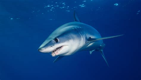 Cites Talks Could Save Worlds Fastest Shark The Shortfin Mako