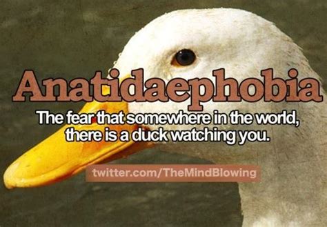 Top 20 Funnyamazing Phobias Whats Your Phobia Nairaland