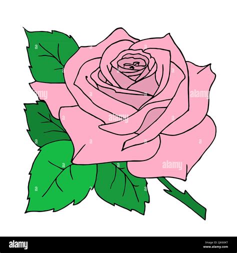 Pink Rose Close Up Drawing Design Color Graphics Illustration Stock