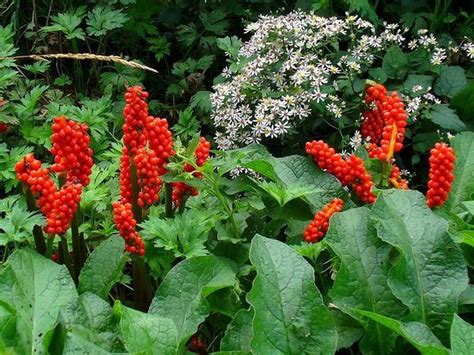 Invasive Poisonous Italian Arum Heres How To Safety Remove It