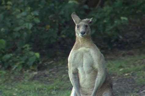 Giant Kangaroo With Massive Pecs On The Loose In Australia Daily Star