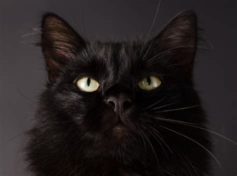 Hermoso Gato Negro Esponjoso Con Ojos Amarillos Foto Premium