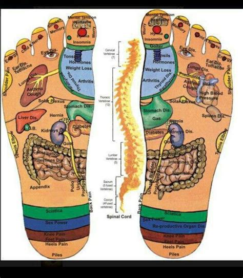 The Feet Connection Foot Reflexology Reflexology Reflexology Chart