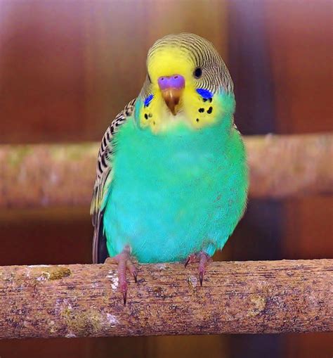 Parakeet Budgies Bird Pet Birds Budgies