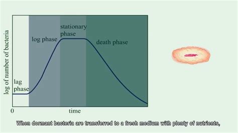 Bacterial Growth Curve Youtube