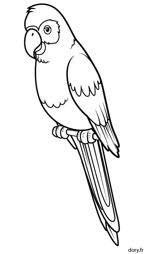 Dessin Facile Perroquet Coloring Pages