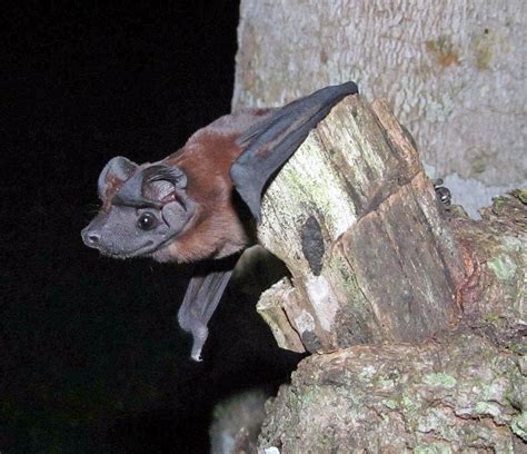 Bats Are The Second Most Diverse Group Of Mammals With Well Over 1300