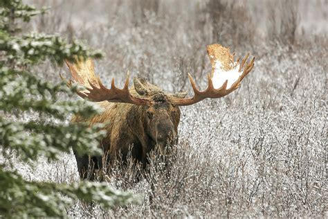 Denali National Park Bull Moose Photograph By Sam Amato Fine Art America