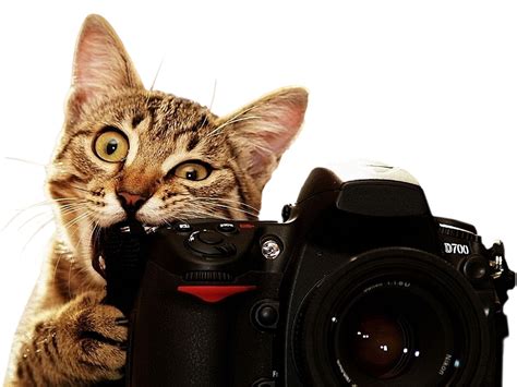 Cat With A Camera Rcutouts