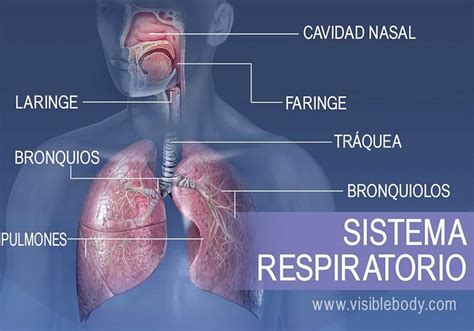 Sistema Respiratorio Y Sus Partes Ara Blog Images Images And Photos