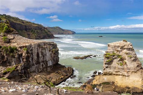 Gannet Colony At Muriwai Beach New Zealand Stock Image Image Of