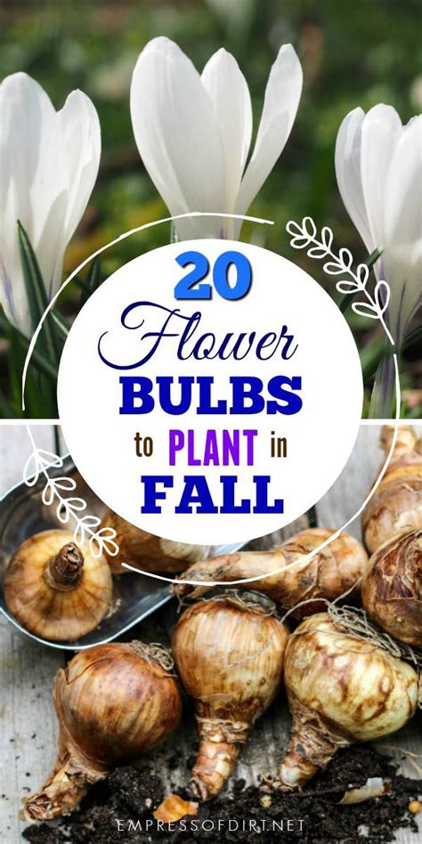 20 Flower Bulbs To Plant In Fall Spring Summer Blooms Artofit