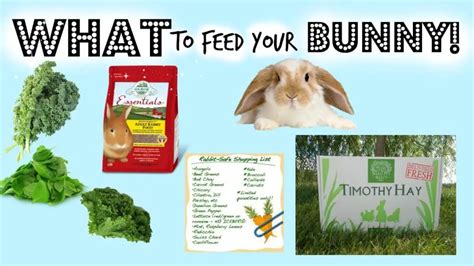 Should You Feed Your Rabbits With Rabbit Food Or With Vegetables