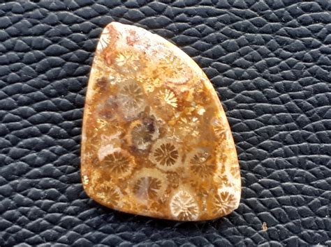 Fossil Coral Agate Loose Cabochon Gemstones Natural Jasper Etsy