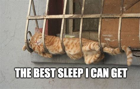 28 Funny Cat Memes Sleep Factory Memes