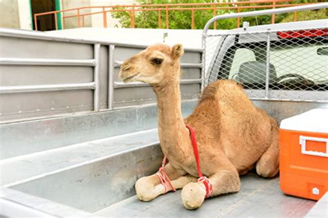 With a full hump, a camel can go up to four or even five. Camel Hump, The Ultimate Delicacy : anissa's blog