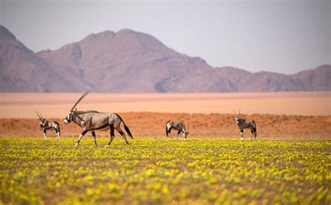 Namibrand Nature Reserve Safari Africa