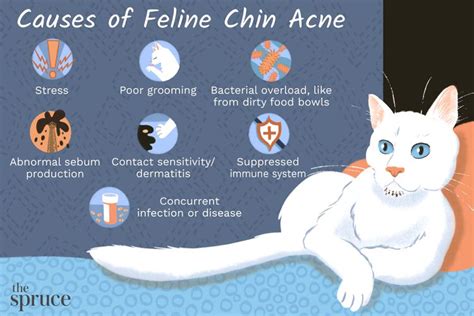 Chin Acne In Cats