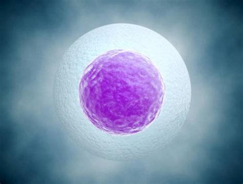 Study Reveals How Egg Cells Get So Big Nexus Newsfeed