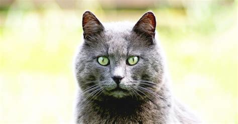 The 10 Best Hypoallergenic Cat Breeds For People With Allergies