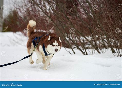 Running Husky Dog On Sled Dog Racing Stock Photo Image Of Musher