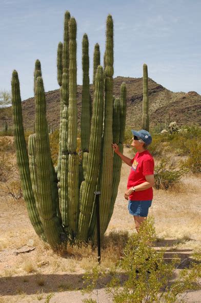 I camped there with my wife; The Great American RoadTrip Forum - Tucson to Organ Pipe ...