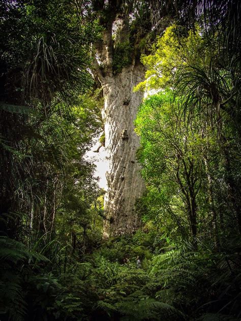 Tane Mahuta Lord Of The Forest Northland New Zealand New Zealand