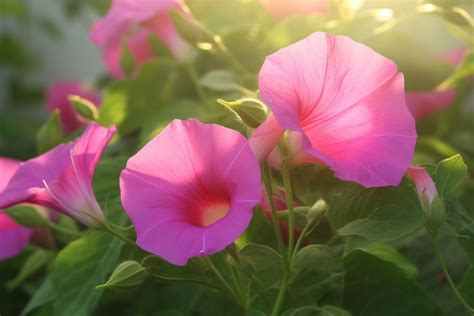 Pink Morning Glory Flower Meaning, Symbolism & Spiritual Significance