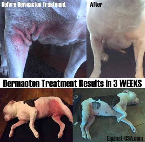 Severe Skin Allergies Relieved Dog Itchy Skin Remedy Dog Skin
