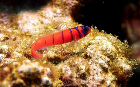 Blue Banded Goby Las Scuba Headquarters Discount