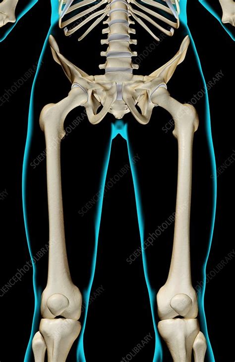 The Bones Of The Lower Limb Stock Image F0019515 Science Photo