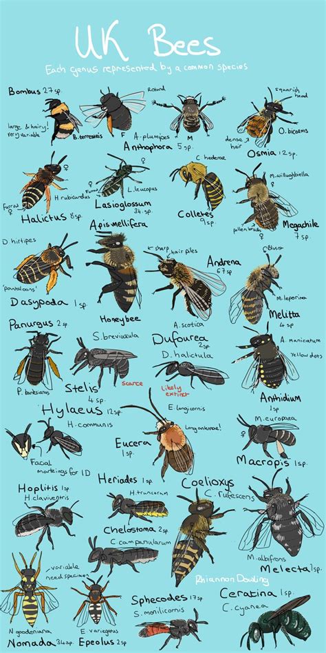 British Bee Board Bee Friendly Garden Types Of Bees Wildlife Gardening