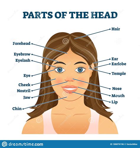 Parts Of The Head For English Vocabulary Words Education Vector Illustration Stock Vector