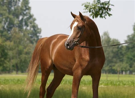 Chestnut Horse Wallpaper For Windows K4s Chestnut Horse Horse
