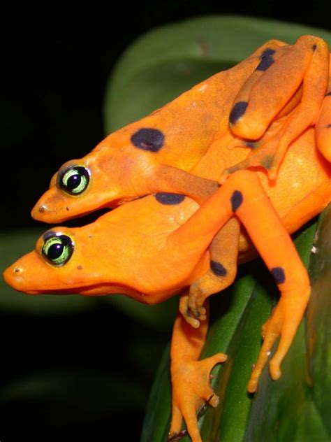 Frog wallpapers for 4k, 1080p hd and. Free download Funny Frogs HD Wallpapers Wallpapers ...