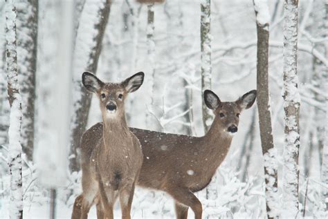 Snow Deer Photograph By Douglas Barnett