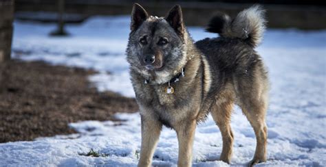 Norwegian Elkhound Guide Lifespan Size And Characteristics