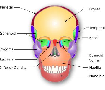 The face consists of 14 bones including the maxilla (upper jaw) and mandible (lower jaw). Axial Skeleton Flashcards | Easy Notecards