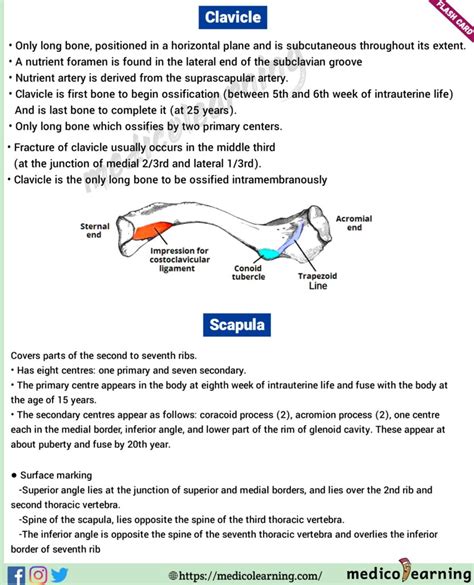 Clavicle Anatomy Medicolearning