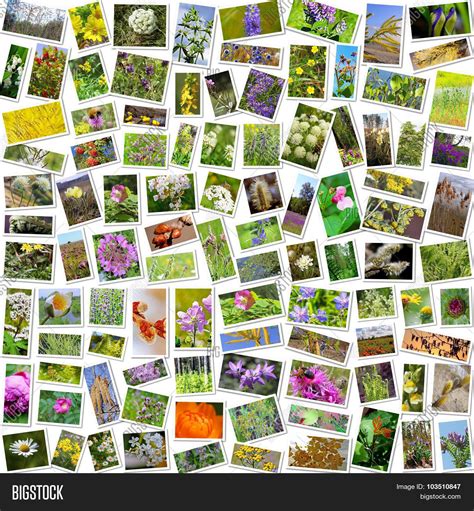 Wild Medicinal Plants Image And Photo Free Trial Bigstock