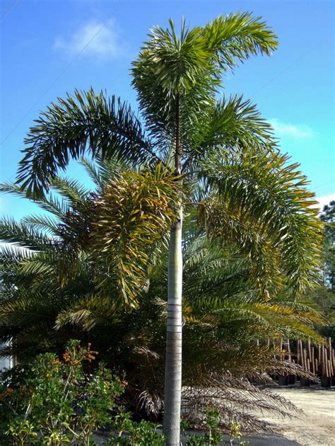 How To Plant And Grow Foxtail Palm