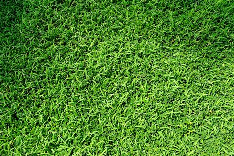 Grass Texture High Quality Nature Stock Photos ~ Creative Market
