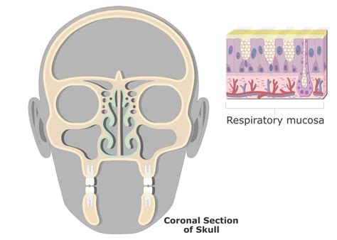 Nasal Mucosa Structure Function And Labeled Diagram Getbodysmart