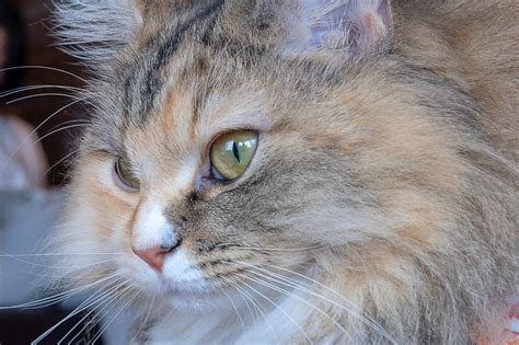 Feline 411 All About The Ragamuffin Cat Breed