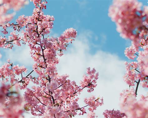 Pictures are for personal and non commercial use. 1280x1024 Cherry Blossom Plant 4k 1280x1024 Resolution HD ...