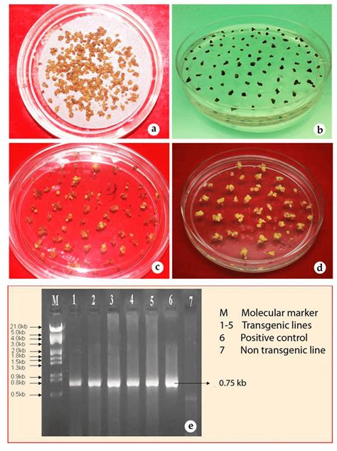 Rodent primary cell cultures form continuous cell lines relatively easily, either spontaneously or following exposure to a mutagenic agent. Development of transgenic cell lines a. Co-cultivation of ...